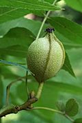 Carya myristiciformis (Nutmeg Hickory) (36024925876)