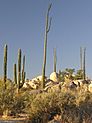 Catavina boulders and cactus (cropped).jpg