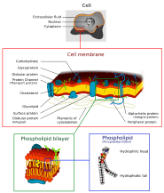 Cell membrane detailed diagram 4
