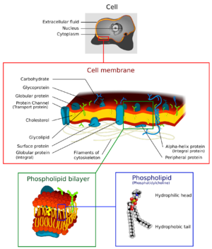 Cell membrane detailed diagram 4