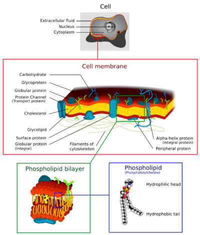 Cell membrane detailed diagram 4