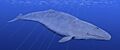 Cetotherium BW
