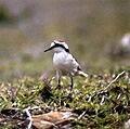 Charadrius sanctaehelenae (1)
