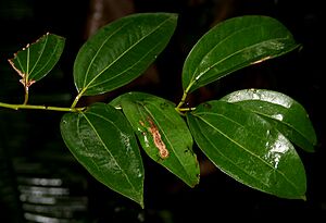 Cinnamomum tamala W IMG 2433