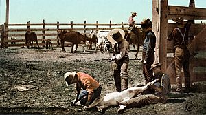 Colorado - Branding Calves c. 1900