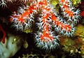Corallium rubrum (Linnaeus, 1758) 11