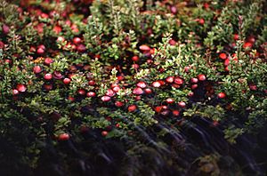 Cranberry bog.jpg