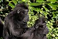 Crested Black Macaque (4043624542)