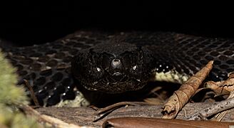 Crotalus horridus Stanton 1 (cropped)