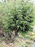 Cupressus goveniana ssp. pygmaea - University of California Botanical Garden - DSC09051.JPG