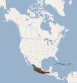 Distribution of Macrotus waterhousii