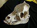 Domestic pig skull