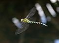 Dragonfly in flight 5 (1351481586)