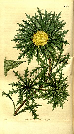 Dryandra armata (Curtis's Botanical Magazine Plate 3236)