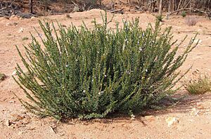 Eremophila christopheri shrub