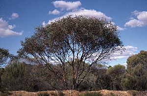 Eucalyptus burracoppinensis habit.jpg