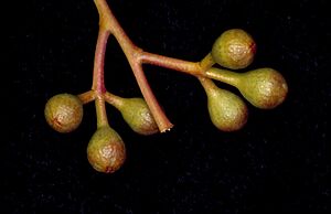 Eucalyptus ebbanoensis buds