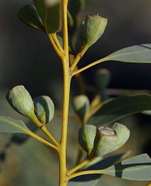 Eucalyptus eudesmioides fruit