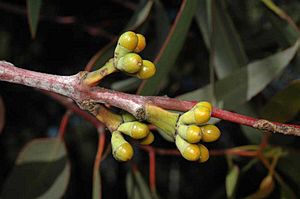 Eucalyptus stricklandii buds