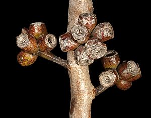 Eucalyptus uncinata - Flickr - Kevin Thiele