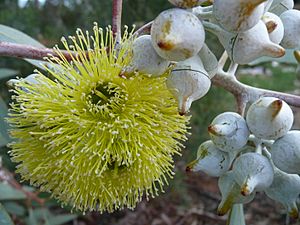 Eucalyptus woodwardii (2)