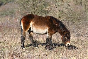 Exmoor pony at Šlovický vrch, Dobřany, 2019-02-23, 01