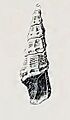 Exomilus dyscritos 001