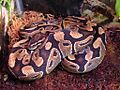 Female Ball python (Python regius)