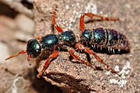 Female blue ant05