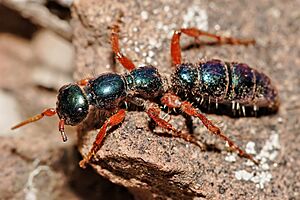 Female blue ant05