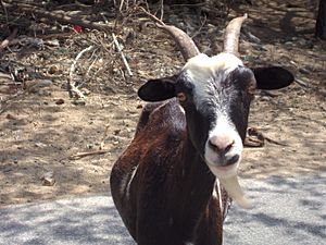 Feral goat in Aruba