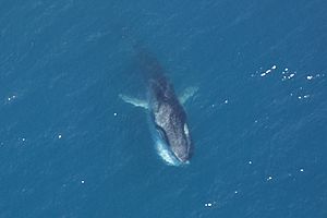 Fin Whale feeding