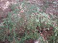Fuchsia microphylla 1c