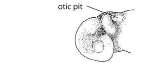 G1. Otic placode (V07a)