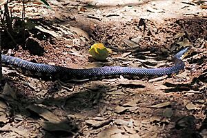 Malagasy giant hognose snake Facts for Kids