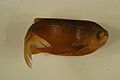 Goldeye