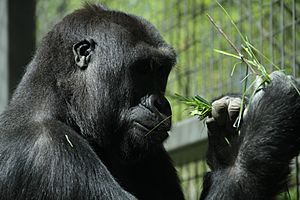Gorilla-Columbus-Zoo