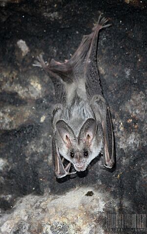Greater false vampire bat Facts for Kids