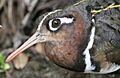 Greater Painted-snipe, Rostratula benghalensis - female (12366878013)