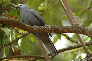 Greycuckooshrike.jpg