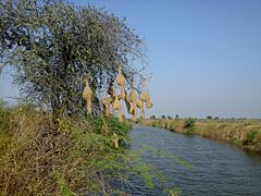 Group of nest of Baya Weaver on the water-edge