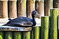 Guanokormoran (Phalacrocorax bougainvillii) - Weltvogelpark Walsrode 2012-01
