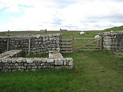 Hadrian's Wall at the Knag Burn northeast of Housesteads Fort - geograph.org.uk - 1495123.jpg