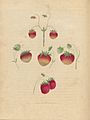 Houghton Agr 209.10 - Brookshaw, Pomona Britannica, strawberry