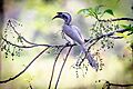 Indian grey hornbill foraging