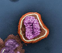 Influenza virus particle color