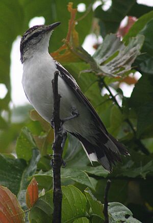 Lalage maculosa close up.jpg