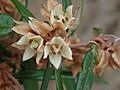 Lasiopetalum ferrugineum P9200183