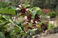 Leycesteria-formosa-flowers