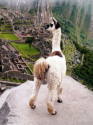 Llama, peru, machu picchu